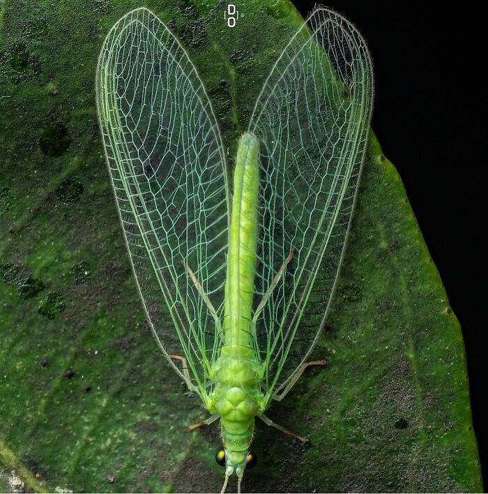 Macro photo of a green insect with transparent veined wings resting on a textured green leaf background.