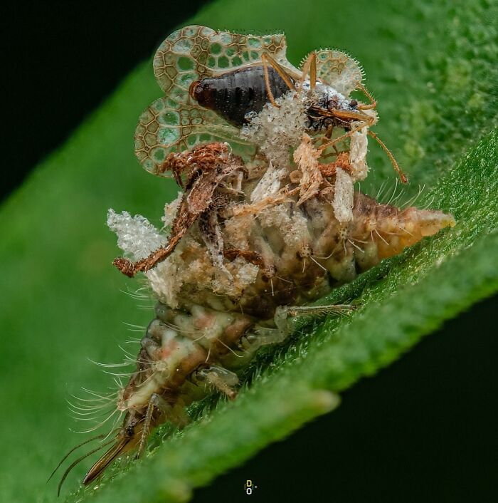 Macro photo of an insect on a green leaf showing intricate details and textures in vivid close-up.