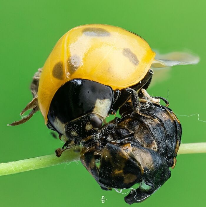 Close-up macro photo of a yellow ladybug interacting with another insect on a green plant stem background.