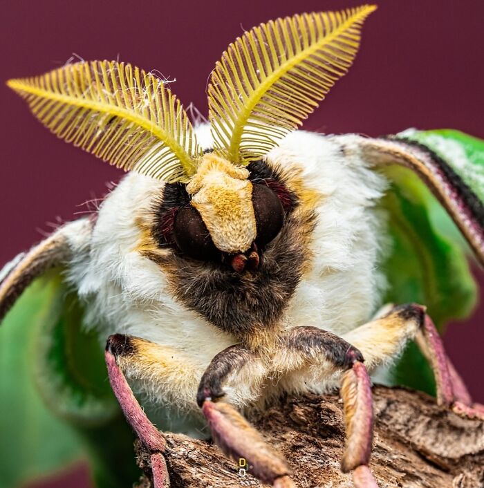 Close-up macro photo of a moth showing detailed antennae and textured features of the insect's face and legs.