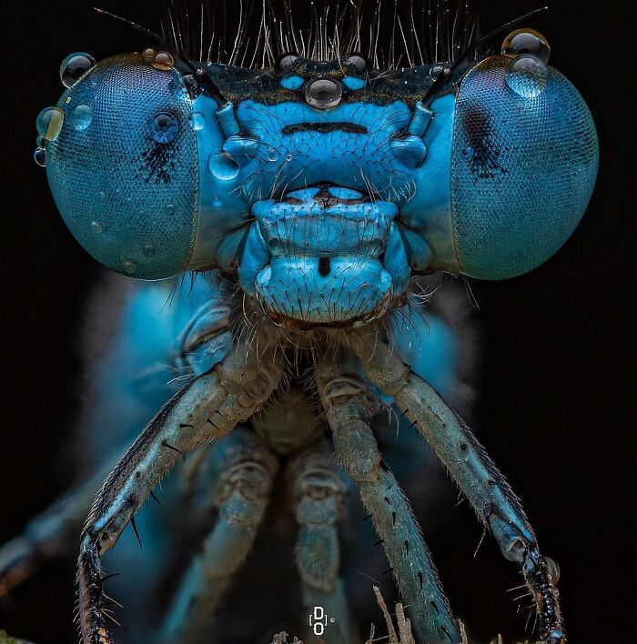 Extreme close-up macro photo of a blue insect showing detailed eyes, legs, and water droplets on its head.