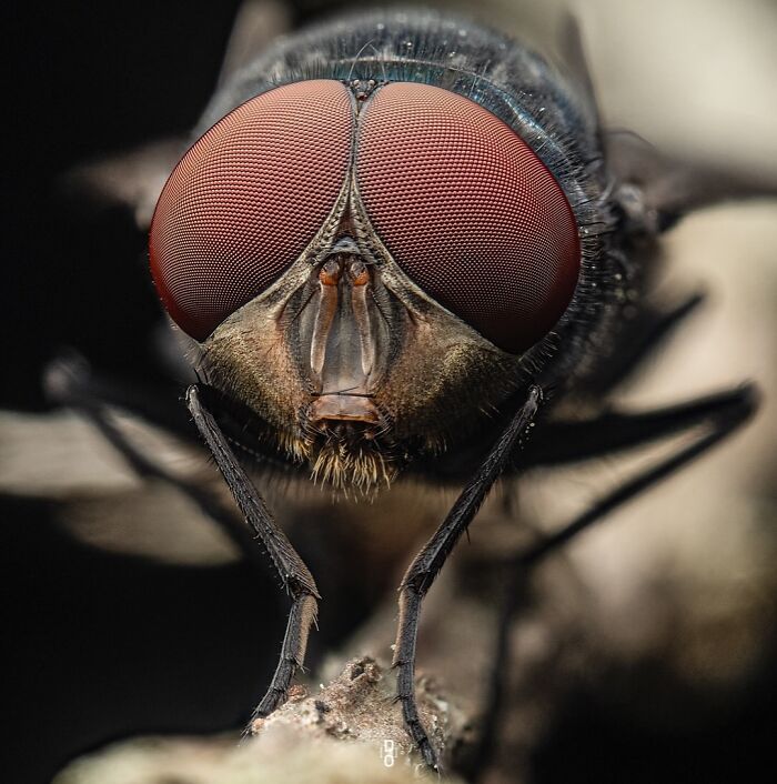 Extreme macro photo showing detailed close-up of a fly’s compound eyes and facial features in high resolution.