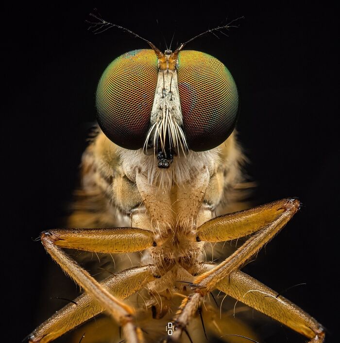 Extreme macro photo of an insect showing detailed eyes and body texture, highlighting incredible insect features up close.
