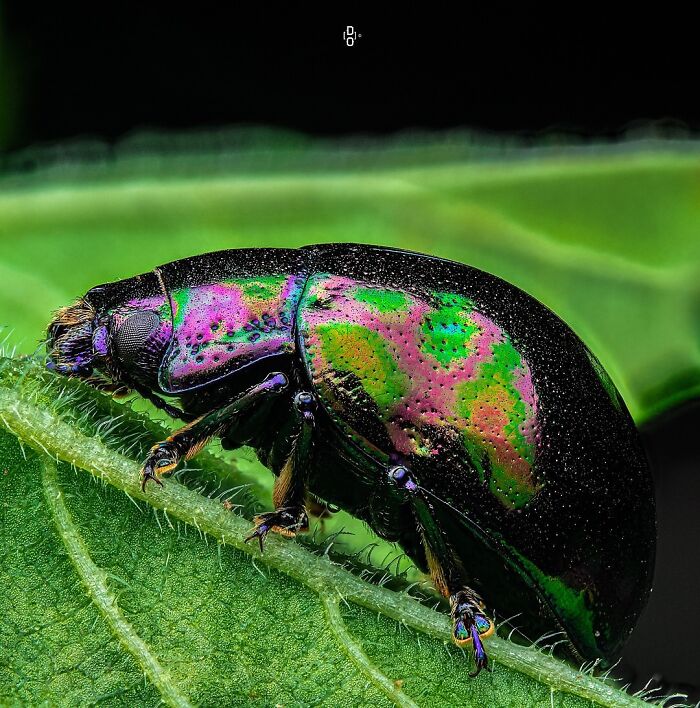 Iridescent beetle resting on a green leaf in a detailed macro photo showing vibrant insect textures and colors.