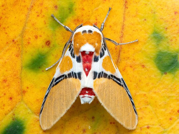 Close-up macro photo of a colorful moth showcasing intricate patterns and textures on a yellow and green surface.