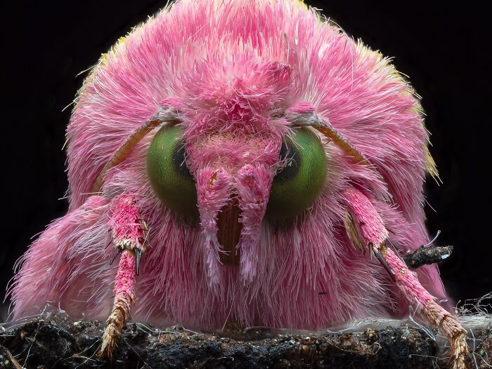 Close-up macro photo of a pink fuzzy insect with green eyes on a dark textured surface.