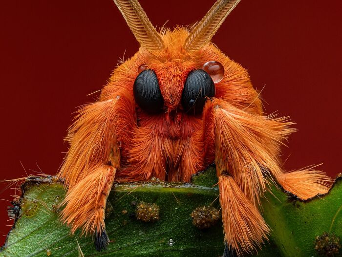 Macro photo of a vibrant orange insect with detailed eyes and fuzzy antennae resting on a green leaf surface.