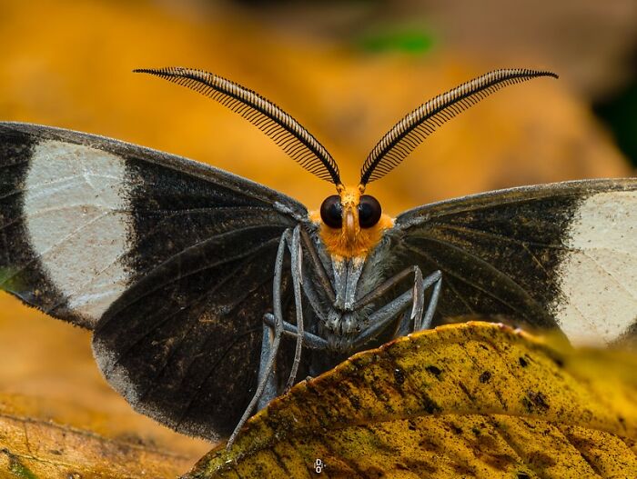 Macro photo of a moth with detailed antennae and wings, showcasing incredible insect features in vivid close-up.