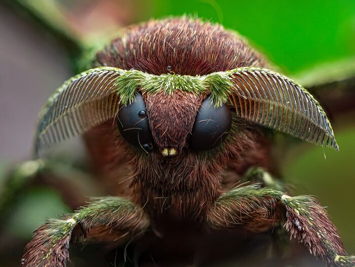 Macro photo of a detailed insect face showing intricate eyes and antennae in stunning close-up view.