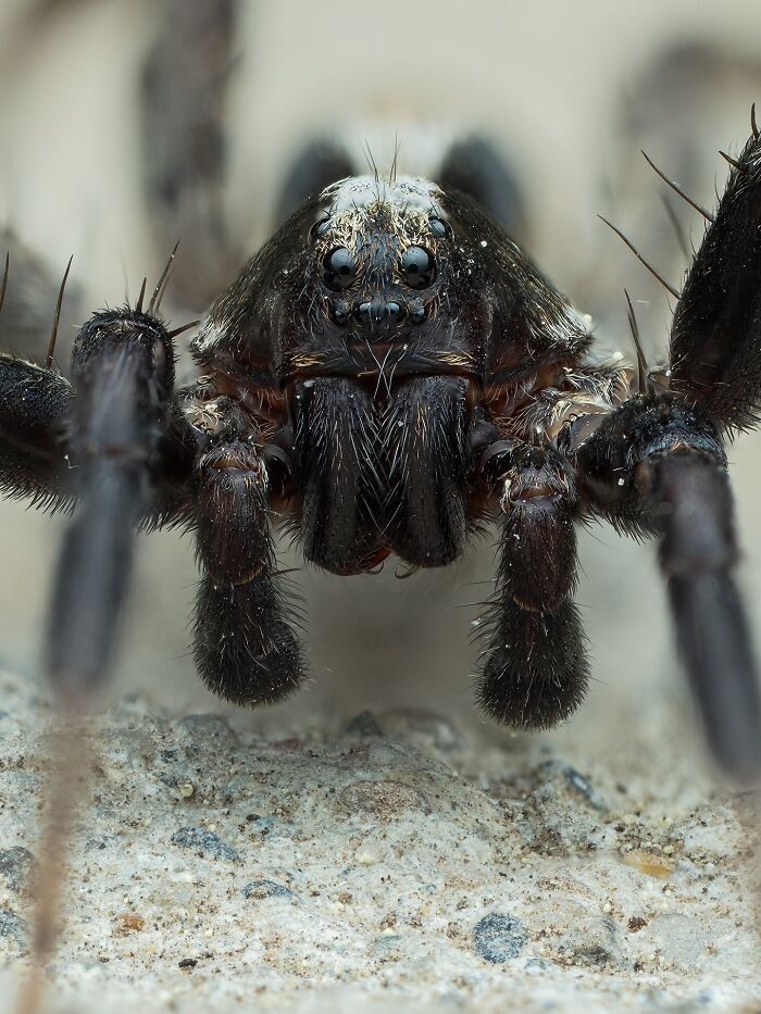 Close-up macro photo of a hairy spider showing intricate details and textures of an insect up close.