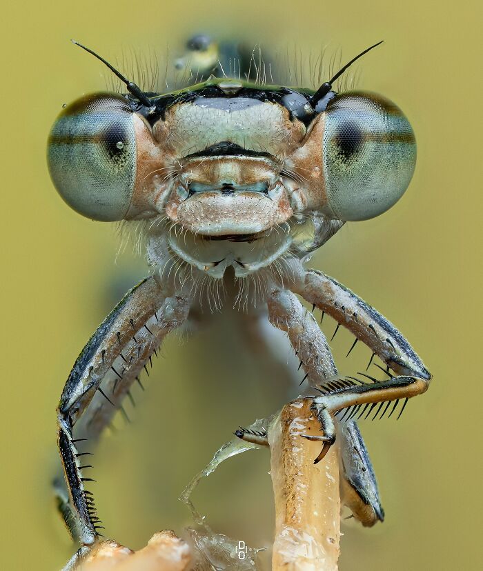 Close-up macro photo of an insect showing detailed eyes and textured body, highlighting incredible insect features.