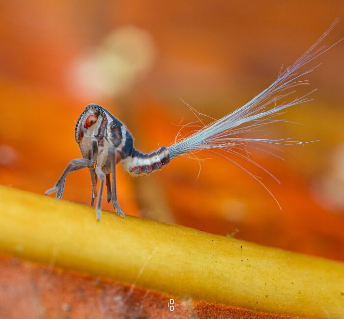 Macro photo of a tiny insect with delicate, hair-like tail structures on an orange and yellow surface.