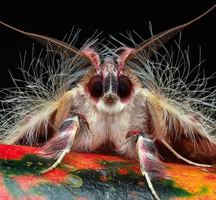 Close-up macro photo of a furry moth showing detailed antennae and eyes against a dark background.