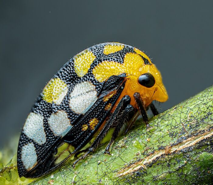 Close-up macro photo of a colorful insect with detailed textures on wings and body on a green stem.