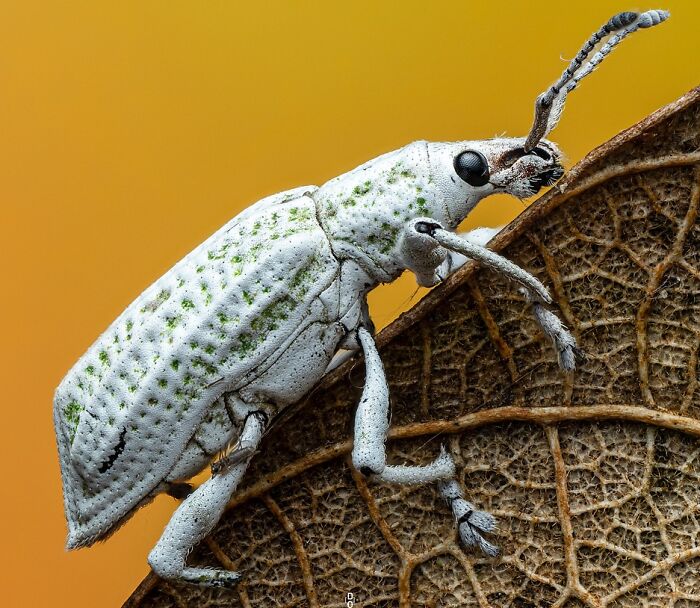 Close-up macro photo of a white insect with green spots on a textured brown leaf showcasing insect details.
