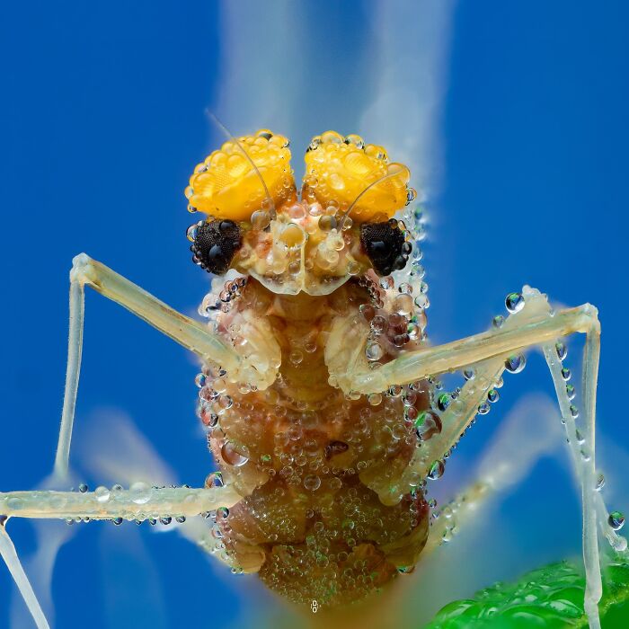Close-up macro photo of an insect covered in water droplets against a bright blue background.