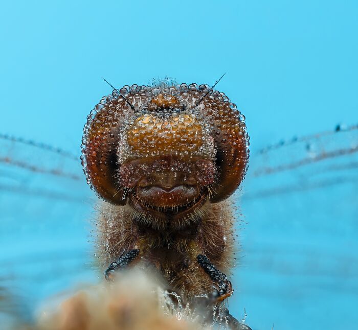 Close-up macro photo of an insect covered in tiny water droplets with detailed eyes and antennae on a blue background.