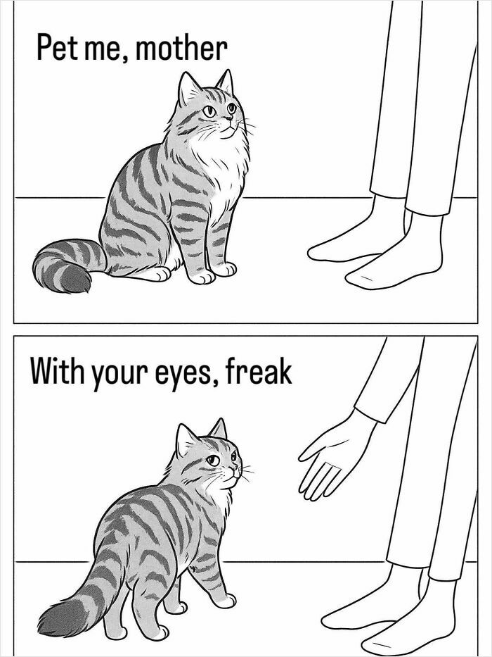 Cute cat meme showing a striped cat refusing a hand petting, using eyes instead, humorous cat meme content.