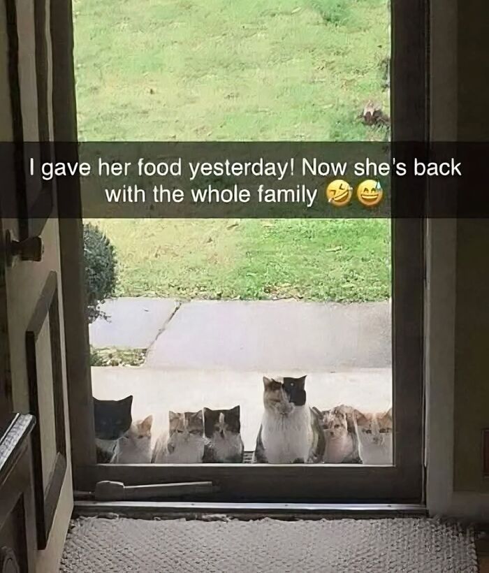 Several cute cats gathered outside a glass door waiting to be let in, captured in a funny cat meme.