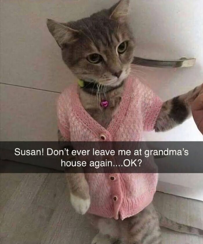 Tabby cat wearing a pink sweater with a caption about not being left at grandma's house, cute cat memes theme.