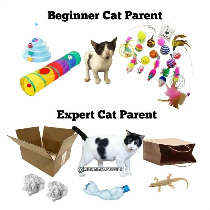 Cute cat memes showing differences between beginner and expert cat parents with various toys and playful cats.