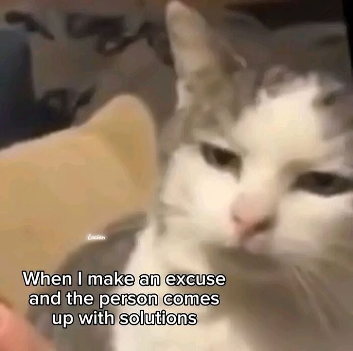 Close-up of a cute cat meme showing a cat with a skeptical expression and humorous text about excuses and solutions.