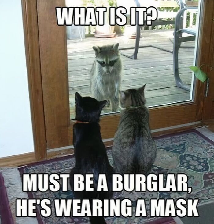 Two cats sitting indoors looking through a glass door at a raccoon outside in a humorous cat meme.