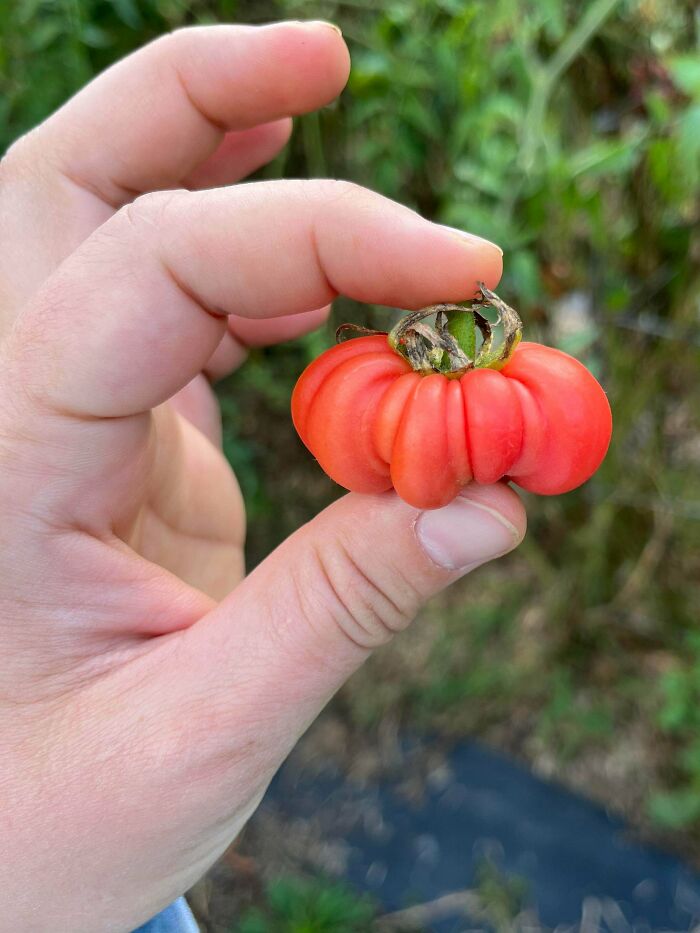 Hand holding an unusually small, wrinkled tomato in a garden, showcasing a natural gardening oddity.