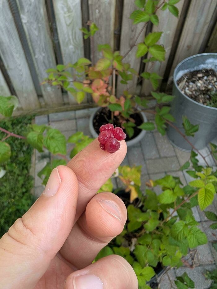 Tiny red berries held on a fingertip with green plants and a wooden fence in the background, a nature joke in gardening.