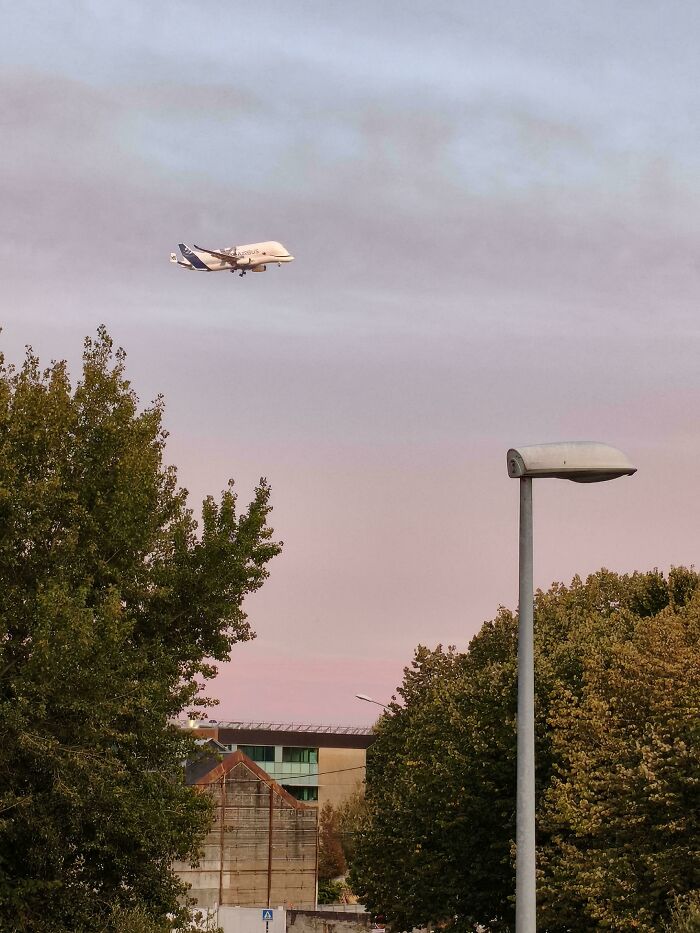 Airbus plane flying low over trees and buildings, capturing a moderately interesting moment shared by people.