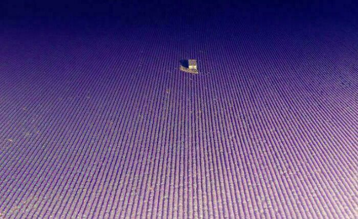 An eerie, extremely large, isolated building in the center of an expansive, seemingly endless lavender field.
