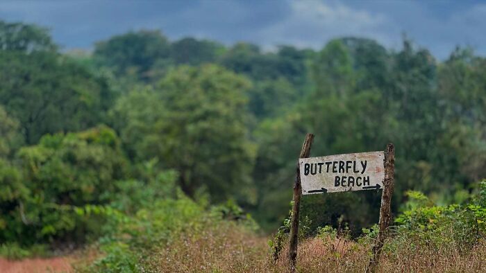Rustic wooden sign reading Butterfly Beach in a green, natural setting captured through street photography.