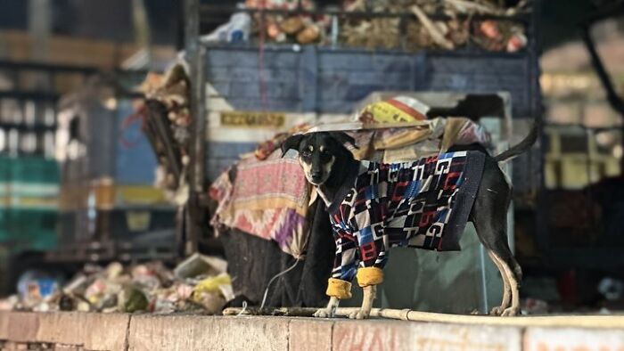 Street photography capturing a dog in a patterned jacket standing amidst urban surroundings, showing raw humanity through Snehal Dudekula’s lens.