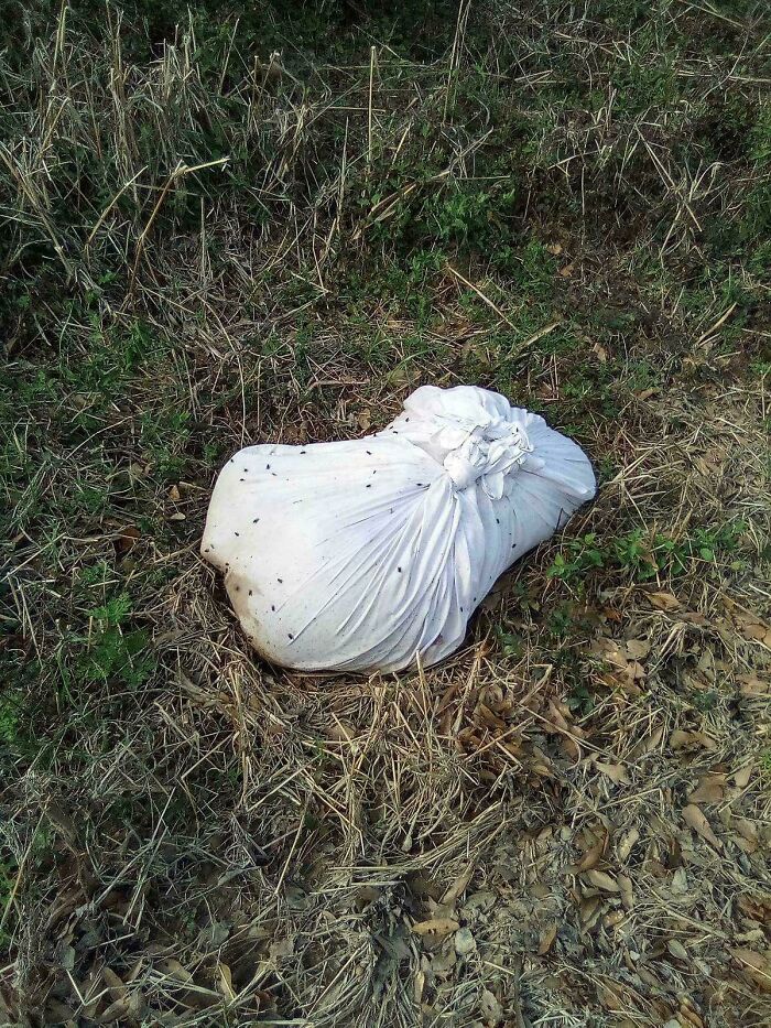 White tied cloth bundle lying on dry grass with flies, one of the curious things people discovered with no idea what it was.