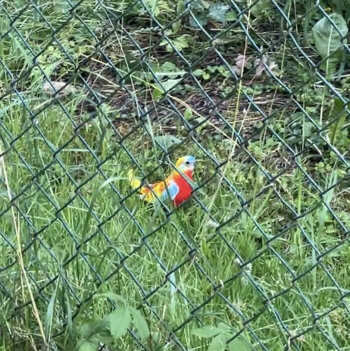 Colorful bird behind a wire fence in grass, one of the curious things people discovered and had no idea what it was.