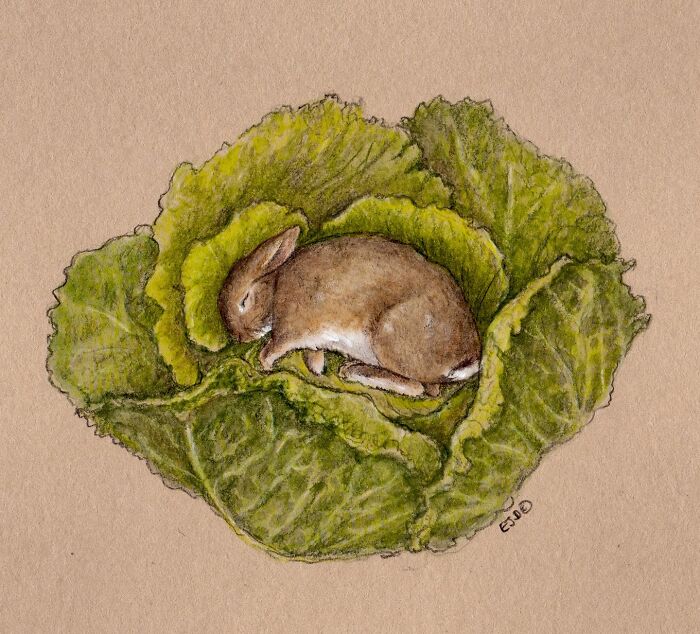 Wholesome animal illustration of a sleeping brown rabbit nestled inside green cabbage leaves, capturing countryside life charm.