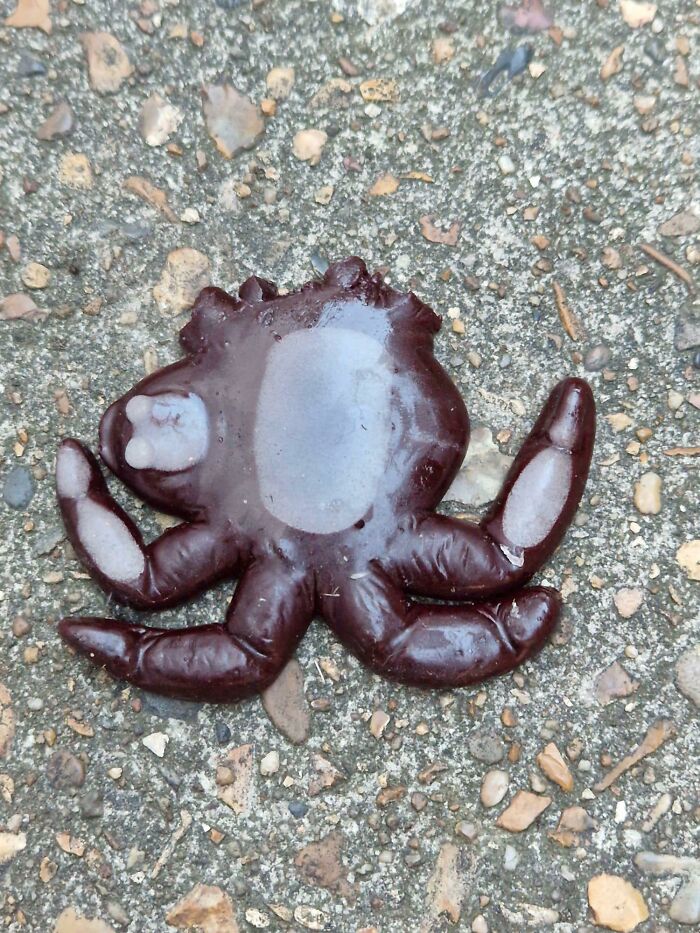 Close-up of a curious dark sea creature with multiple arms on a rocky surface, a curious thing people discovered unknown.