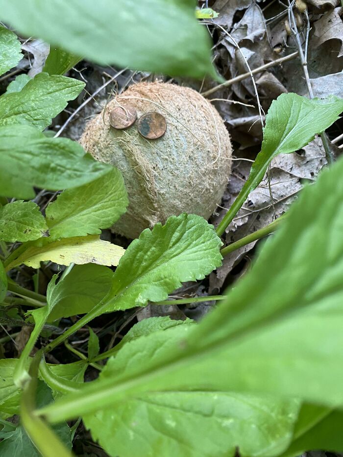 Fuzzy round object partially hidden in green plants outdoors with two coins placed on top, a curious discovery in nature.