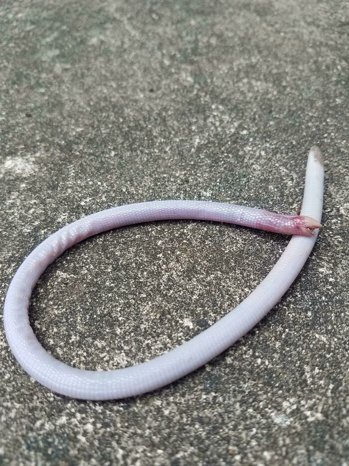 Curious thing discovered on pavement, a slim pale worm-like creature with a small pinkish head and smooth body.