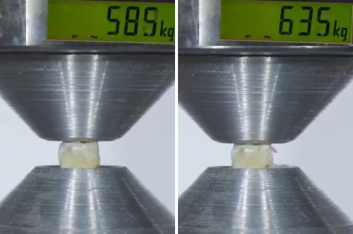 Close-up of a tooth being crushed between metal plates showing rare and surprising body strength measurements in kilograms.