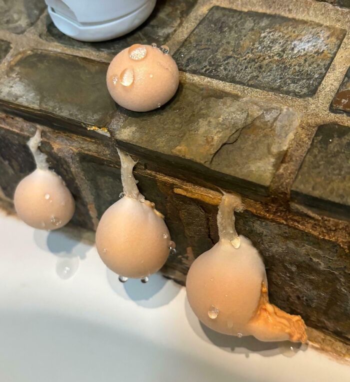 Curious objects hanging from stone ledge with water droplets, showing odd shapes and textures people discovered unknown.