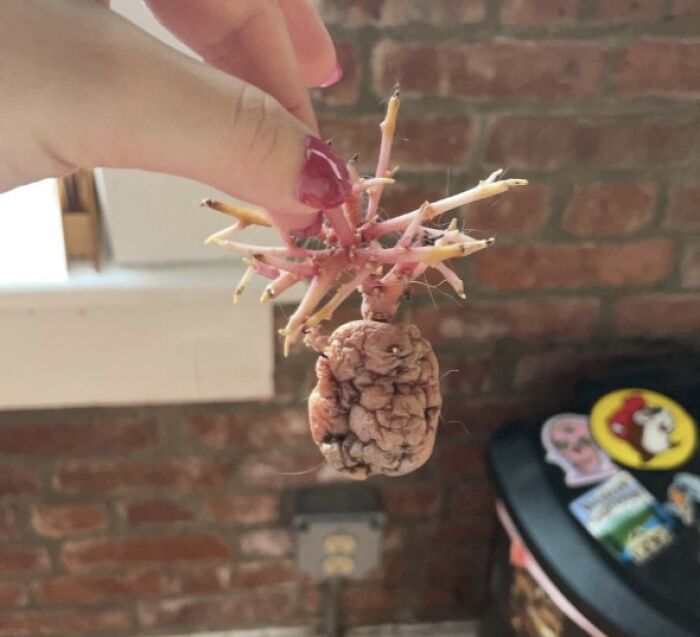 Hand holding a mysterious root with multiple offshoots, one of the curious things people discovered and had no idea what it was.