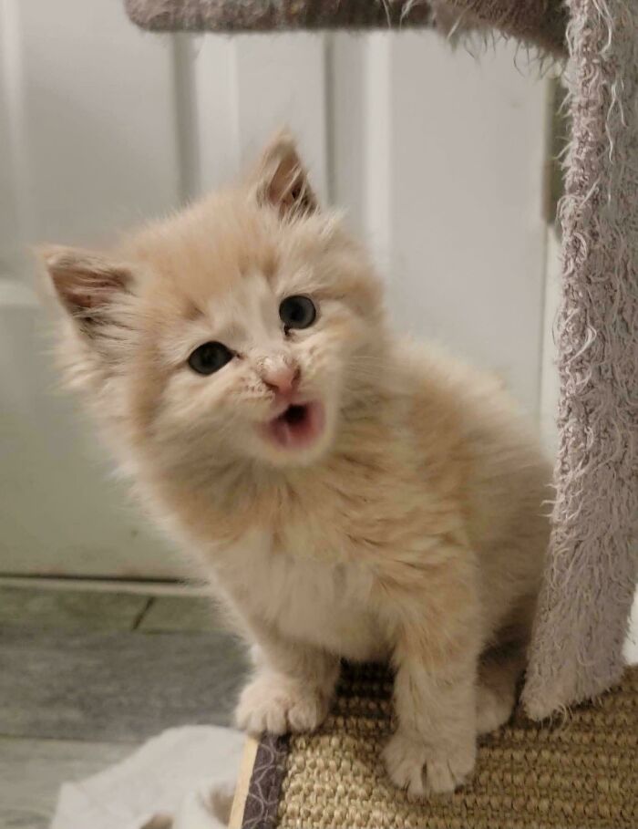 Cute fluffy kitten meowing loudly while sitting on a scratching post, showing cats who couldn't keep their meows.