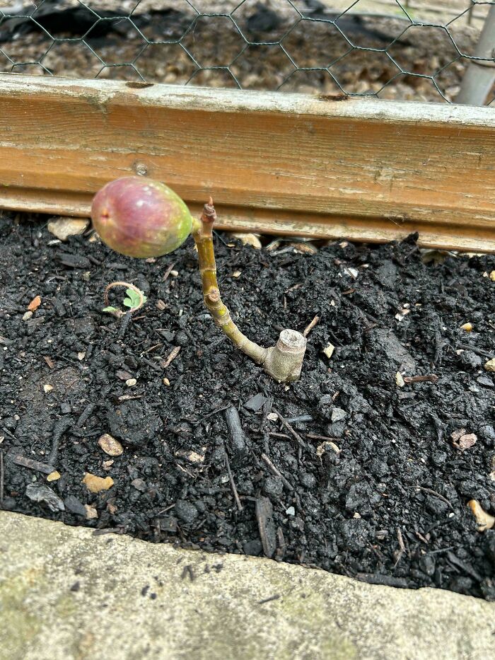 Tiny tomato-looking fruit growing on a small garden plant, showcasing a funny nature prank on gardeners.