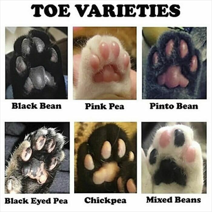 Various cat paw toe varieties including black bean, pink pea, pinto bean, and mixed beans showing cat humor and personality.