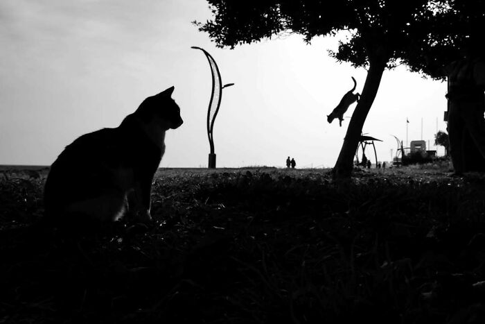 Silhouette of a cat sitting on the ground with another cat jumping from a tree in a perfectly timed street photo.