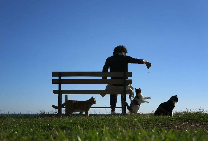 Person on a bench feeding cats with a clear sky background in a perfectly timed street photo by Melahat Ünel