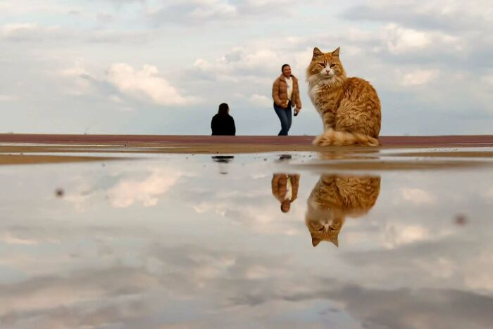 Orange cat sitting near a puddle with its reflection, captured in perfectly timed street photos by photographer Melahat Ünel.