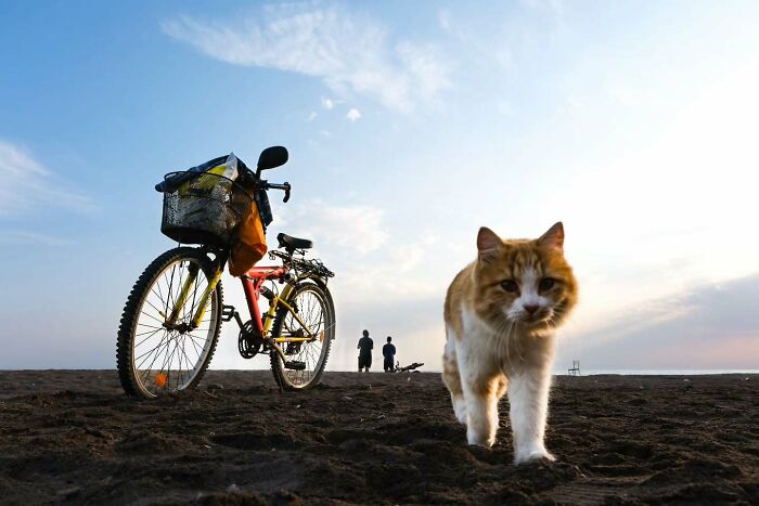 Cat walking on dark sand near a parked bicycle under a bright sky in a perfectly timed street photo.