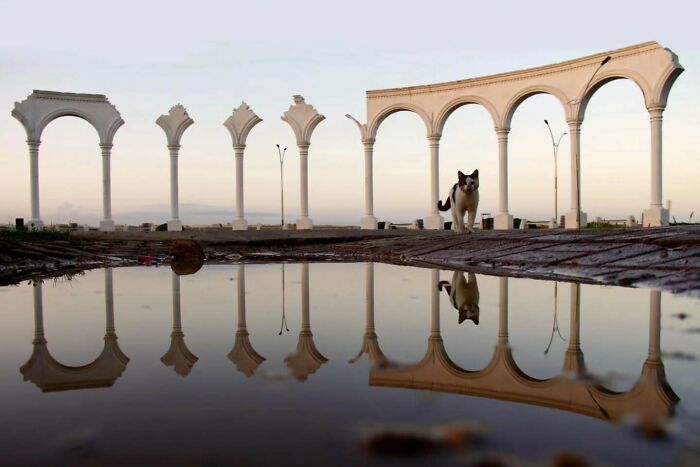 Cat walking near arches with clear reflection in water, showcasing perfectly timed street photos by photographer Melahat Ünel.